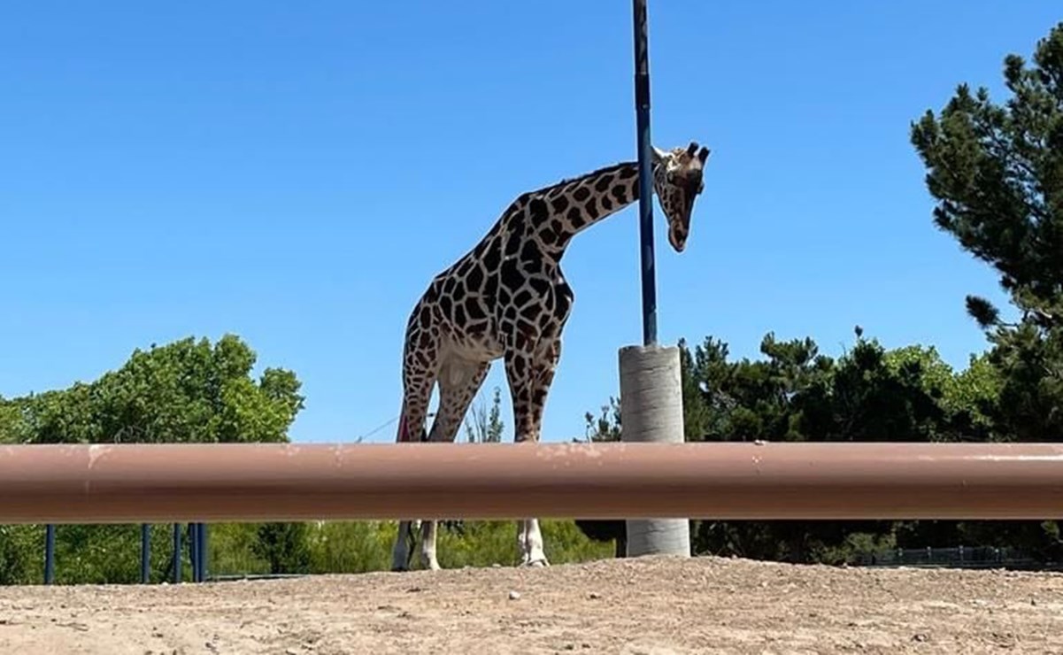 ¡La jirafa Benito ya tiene nuevo hogar! Parque en Puebla lo recibirá, tras denuncias de maltrato animal  