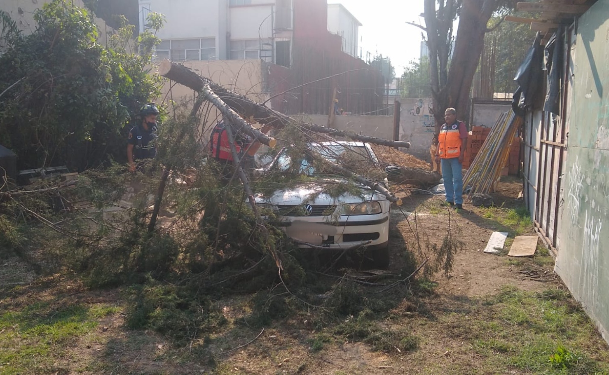 Quién paga cuando cae un árbol sobre un auto