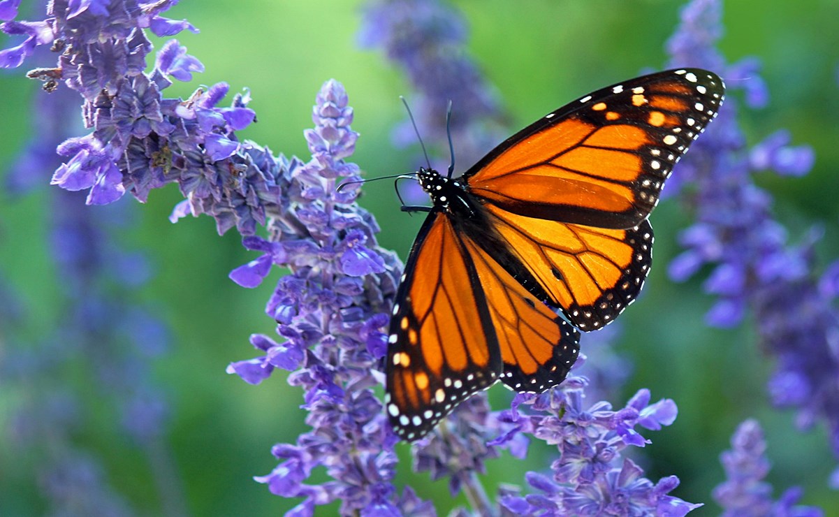 Cuándo termina la temporada de mariposas monarca