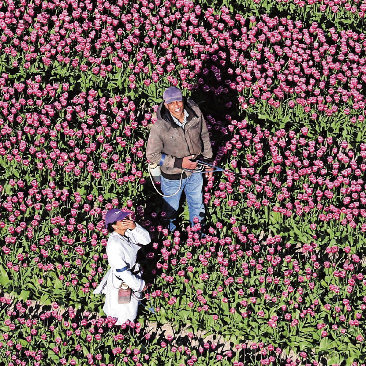 Brillante, pronóstico para tulipanes holandeses
