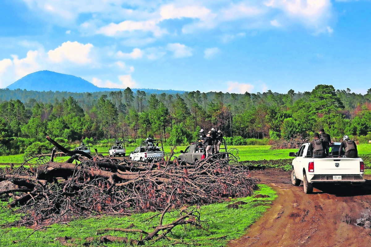 Talan hasta 400 árboles al día en Tlalpan