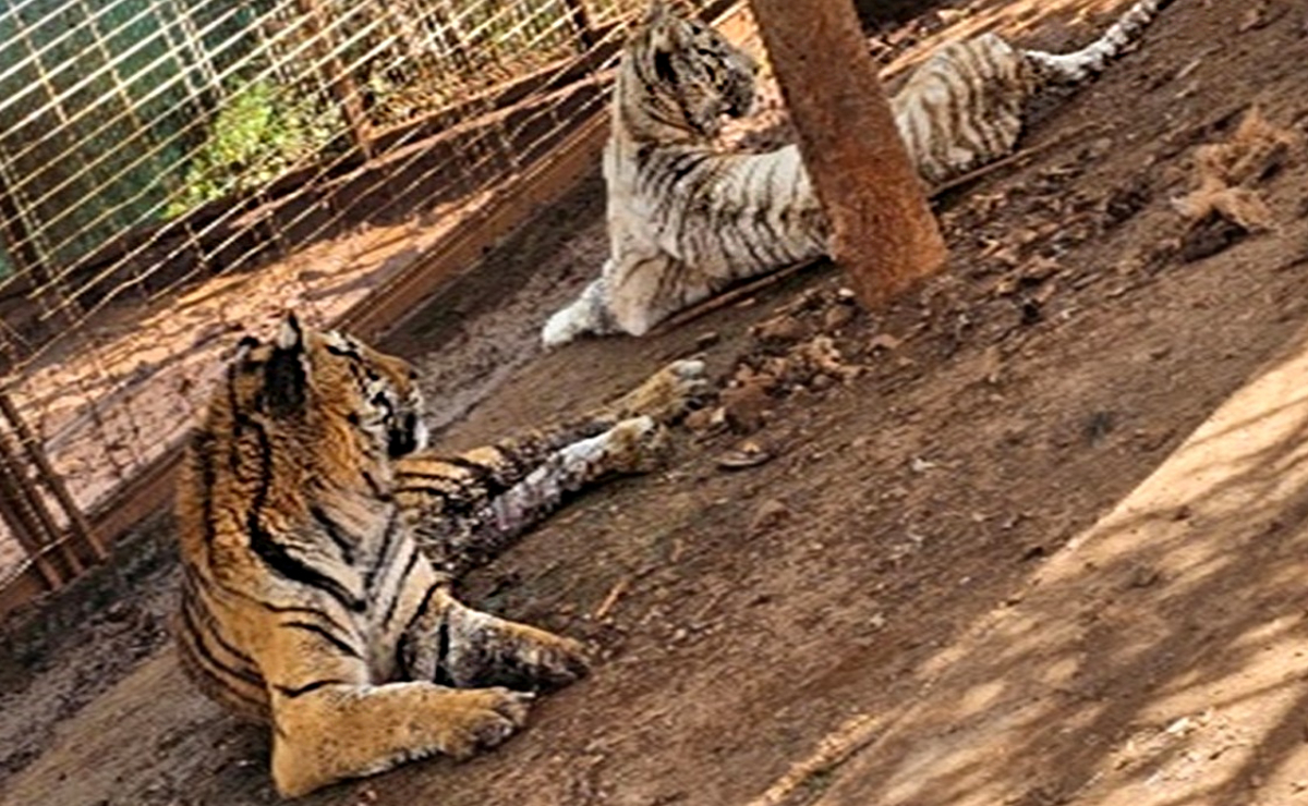 Aseguran 2 tigres y 5 jaguares durante cateo en Jamay, Jalisco
