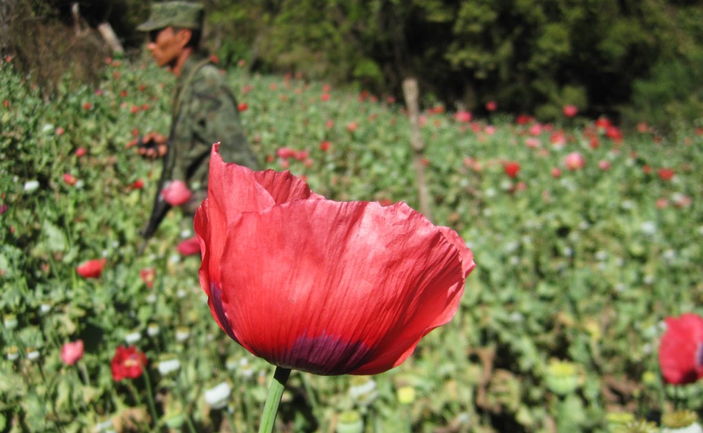 21 men were kidnapped and forced to plant opium poppy and marijuana