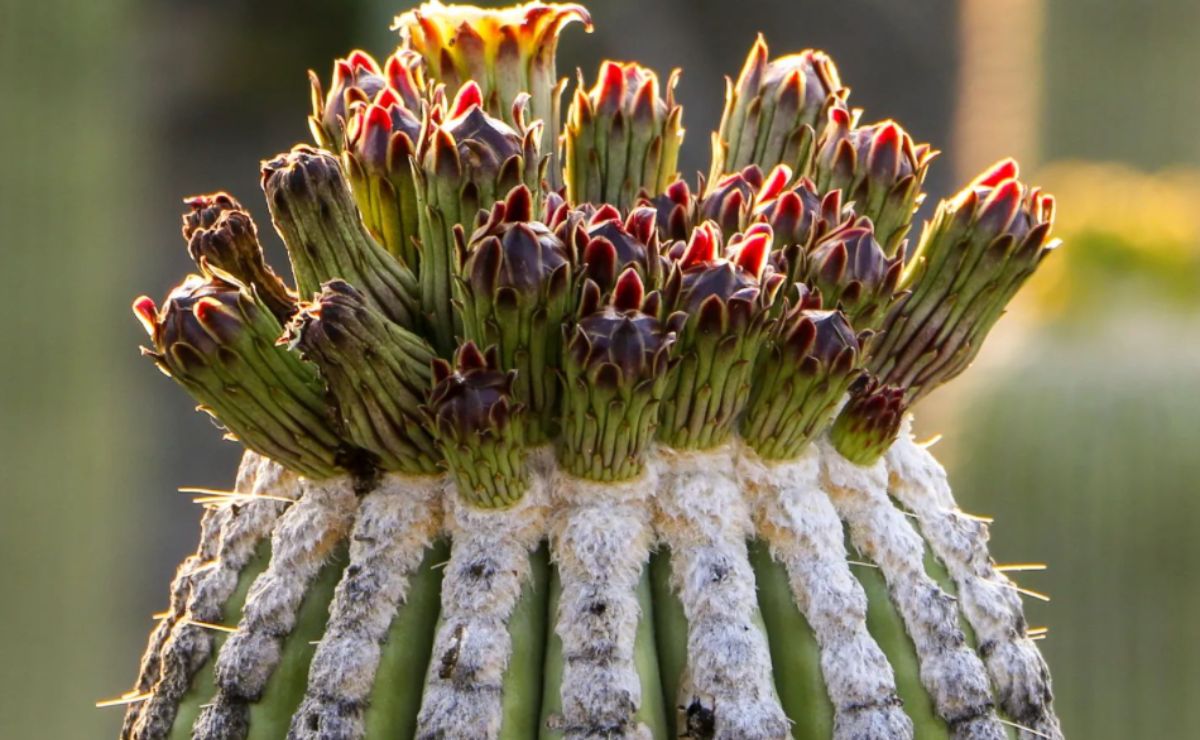 Plantas Medicinales Del Estado De Puebla