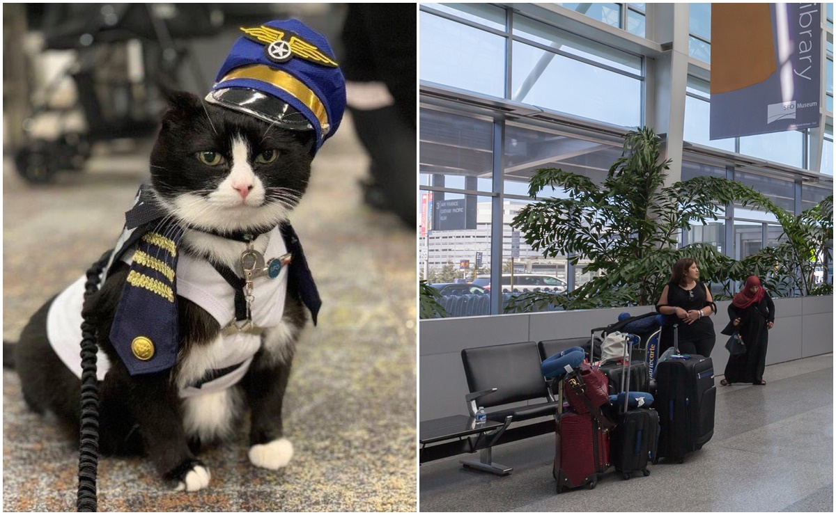 Aeropuerto de San Francisco ‘contrata’ gatito como terapeuta para ayudar a pasajeros con estrés