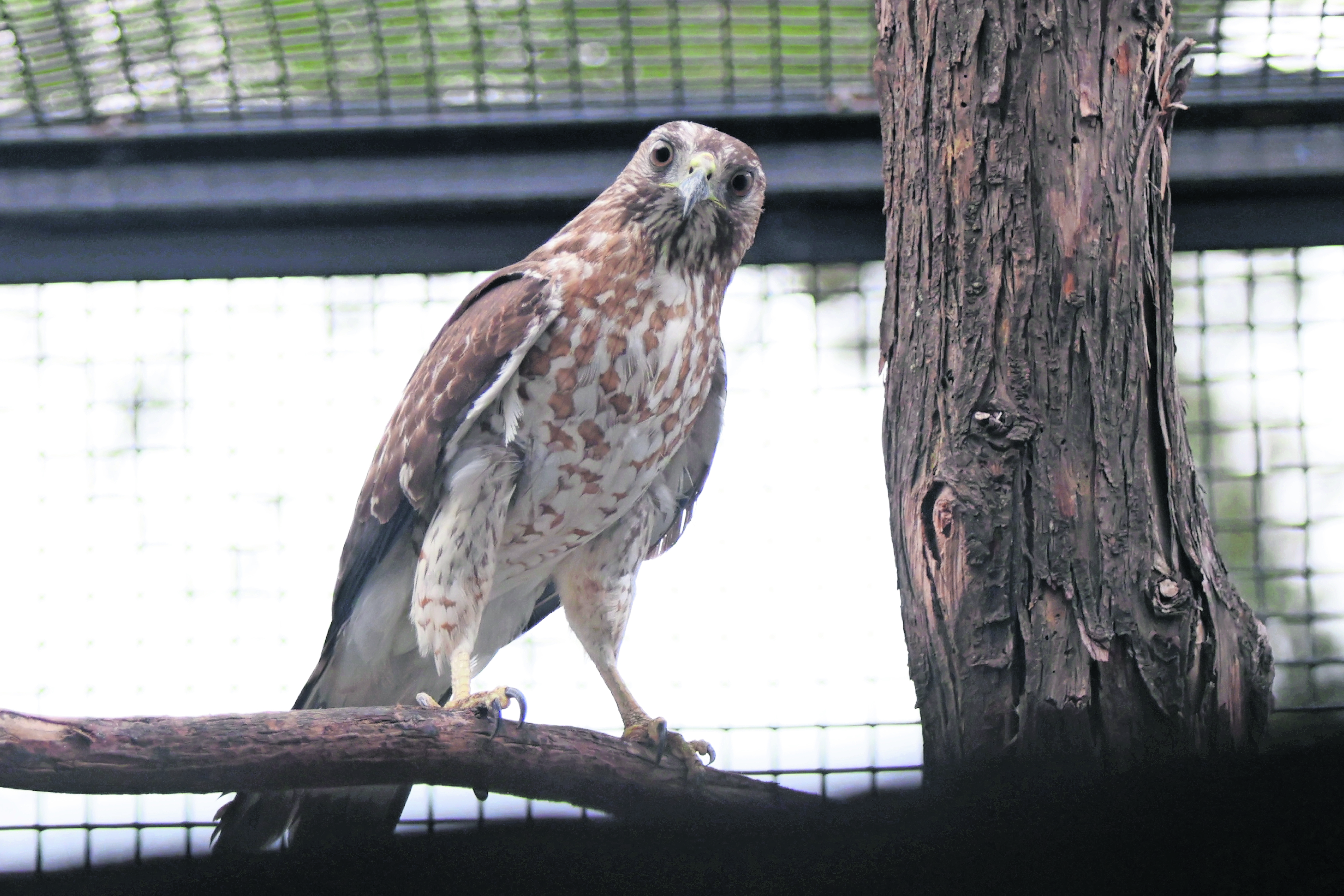 Al rescate de aves de presa