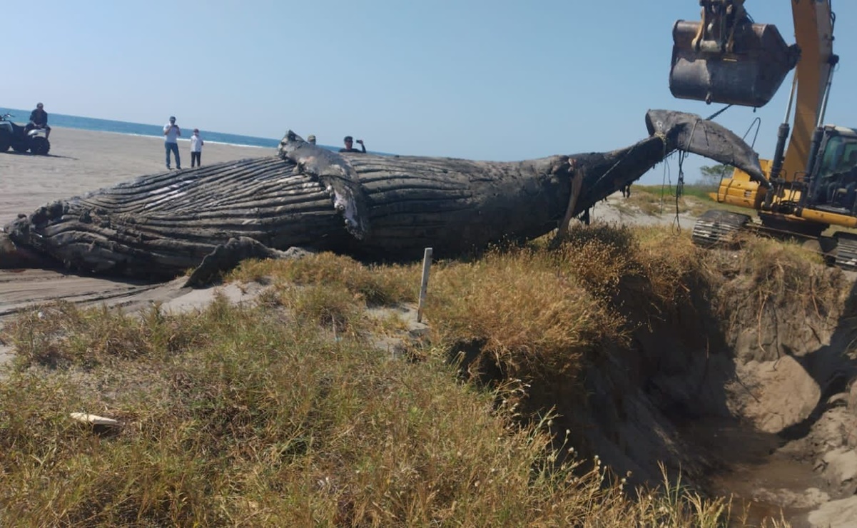 Hallan una ballena jorobada varada y muerta en playas de Tonalá, Chiapas