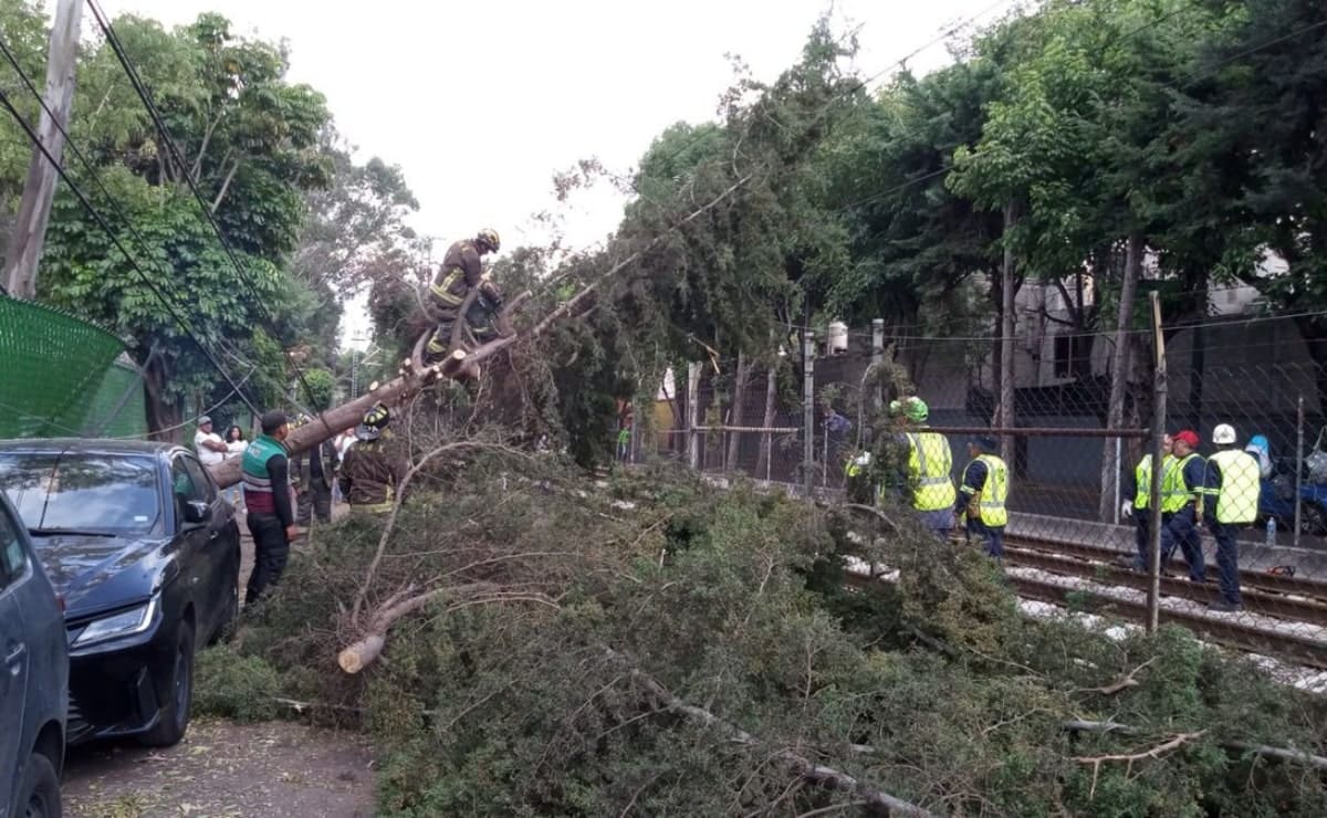 Cae árbol en vías de Tren Ligero; afecta servicio por una hora