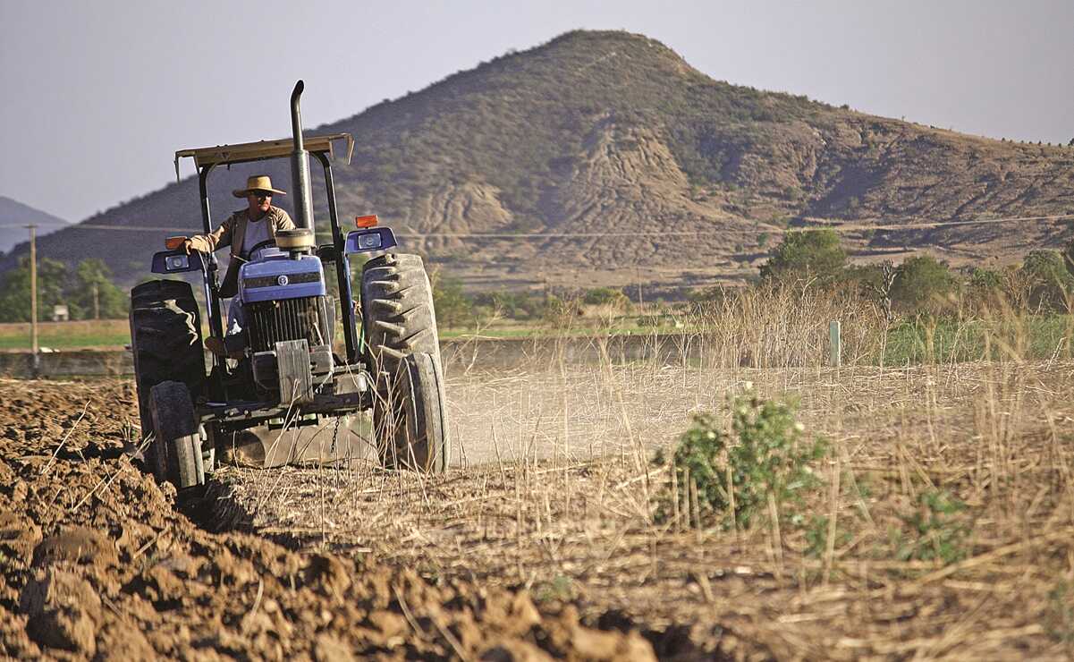 Nuevamente caerá cosecha de frijol, por sequía y falta de semillas; importación subirá: GCMA