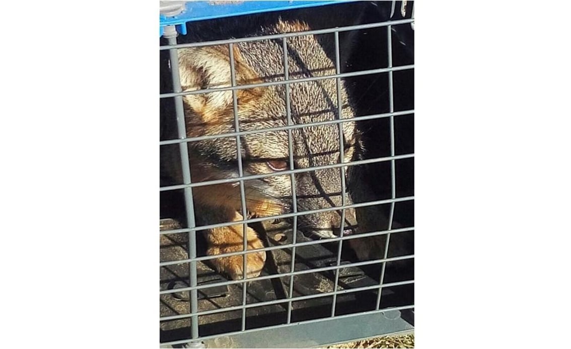 Gray fox rescued in Coahuila