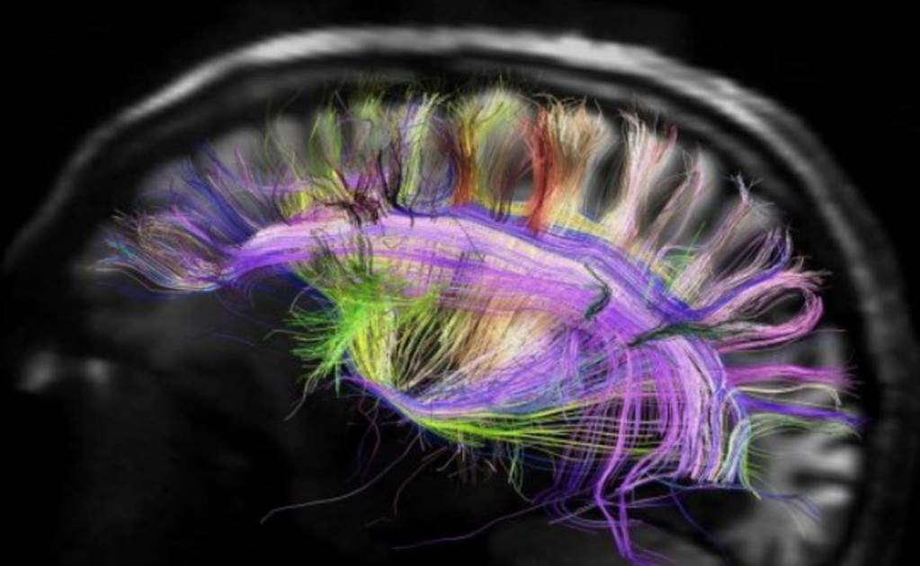 Desean corregir patologías mentales tras "mapear" actividad cerebral
