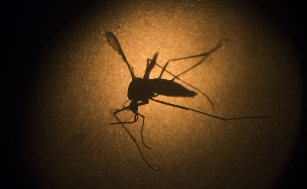 Más de 750 mil personas mueren cada año por culpa de los mosquitos