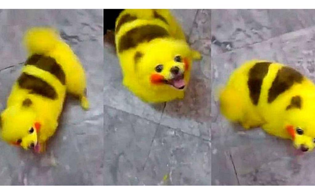 Fan de Pokémon GO tiñe a su perro como Pikachu