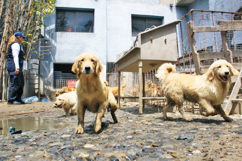 Clausuran criadero clandestino de perros 