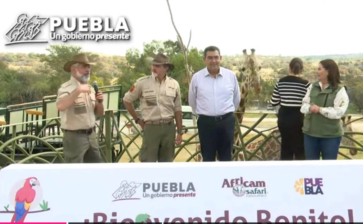 Gobernador de Puebla da la bienvenida a la jirafa “Benito” a su nuevo hogar, Africam Safari