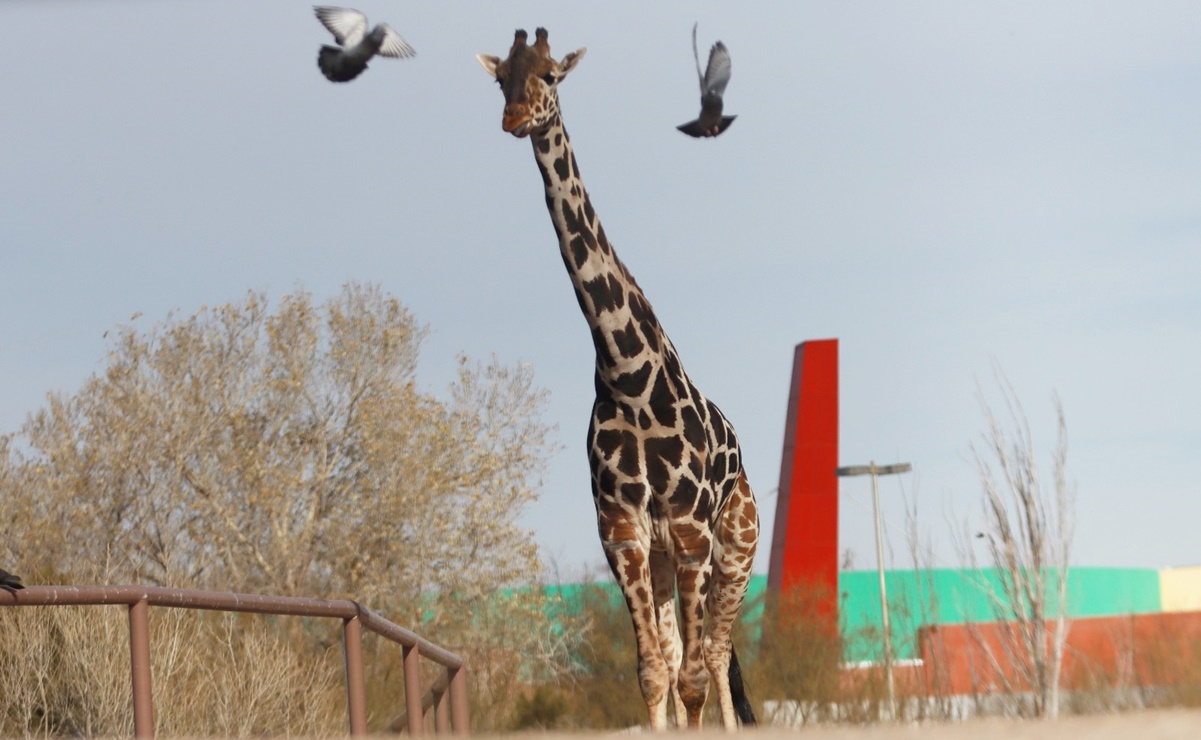 FOTOS: Jirafa Benito va en camino a su nuevo hogar en el Africam Safari en Puebla