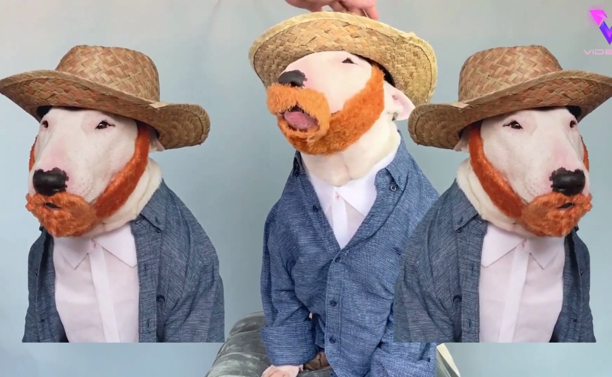 Video: Este perrito Bull Terrier es el mejor imitador de obras de arte