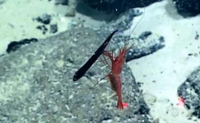 Épica lucha entre un camarón y un pez más grande