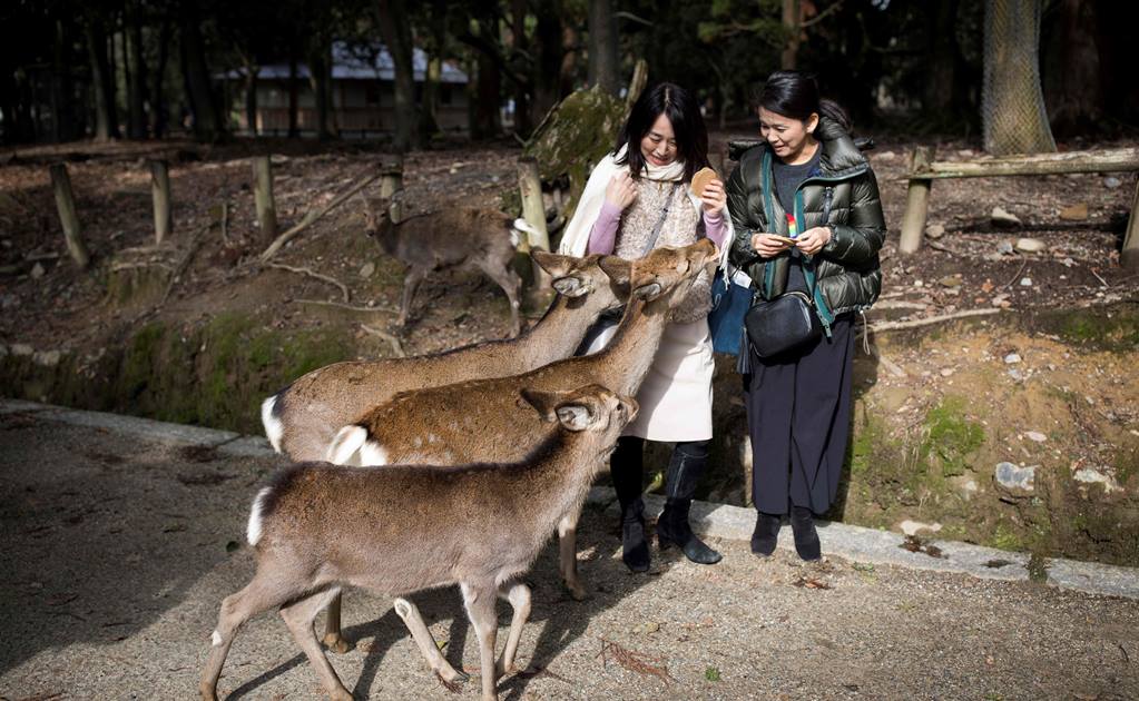 Denuncian muerte de ciervos en Japón por comer plástico que dejan turistas