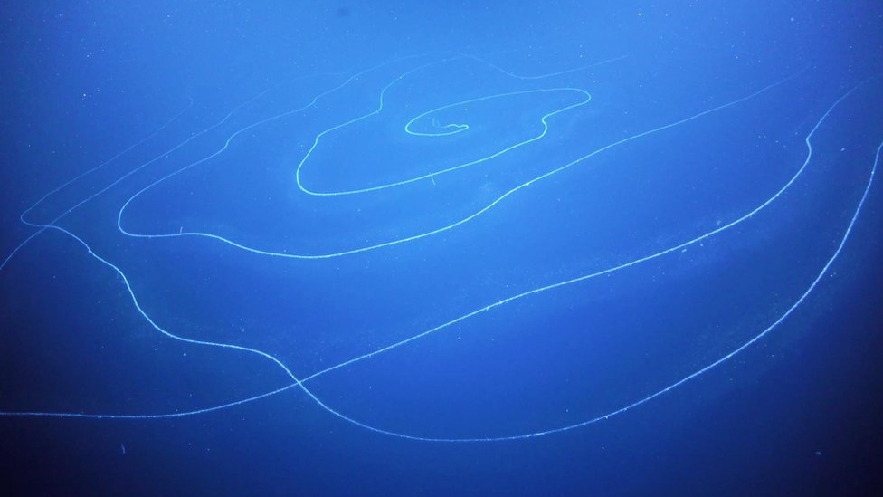Descubren en el fondo del mar organismo de 45 metros que produce su propia luz