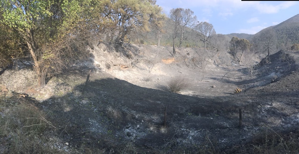 Controlan en un 40% incendio forestal en Artega, Coahuila