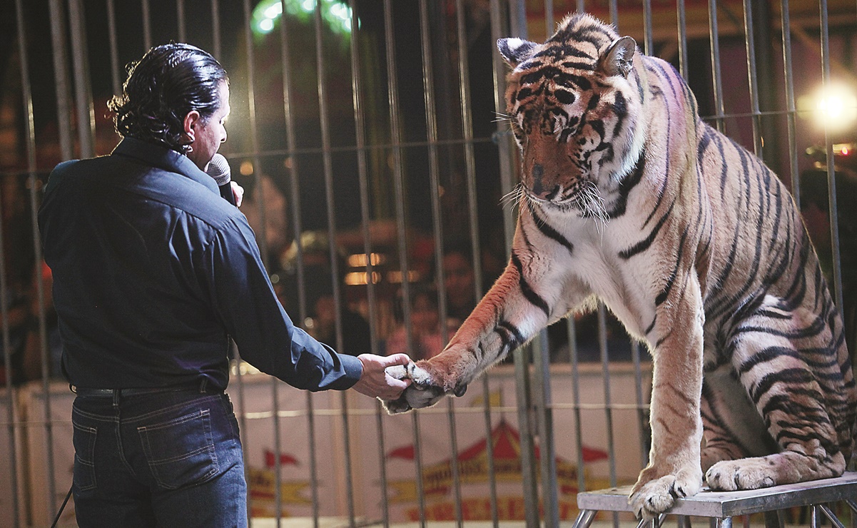 Plantean regreso de animales a circos; son "asesinos" quienes los prohibieron, dicen