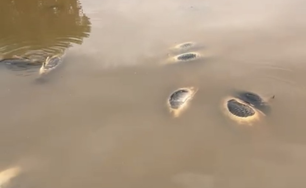 Sonora: tras muerte masiva de peces en Río Yaqui, pobladores piden investigar posible contaminación minera