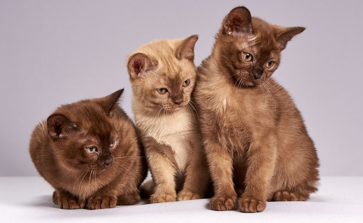 ¿Coronavirus felino? Esto se sabe sobre la enfermedad que ataca a mascotas