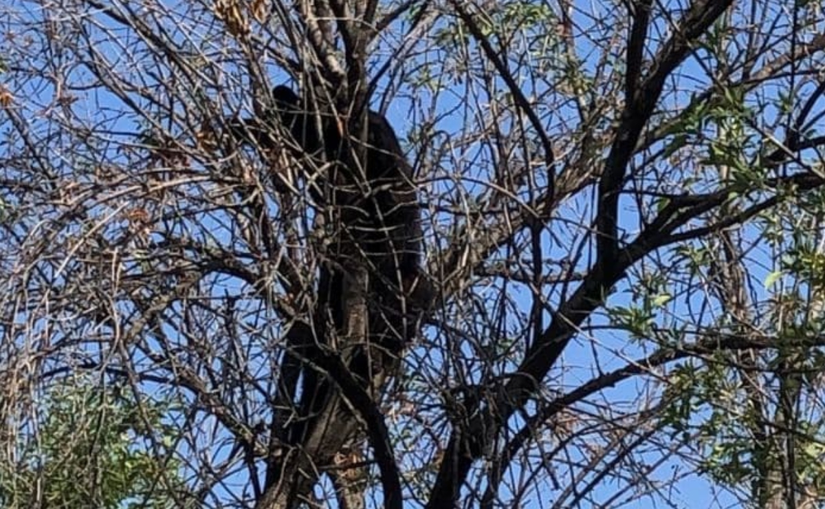 Captan a oso negro arriba de árbol de la UANL