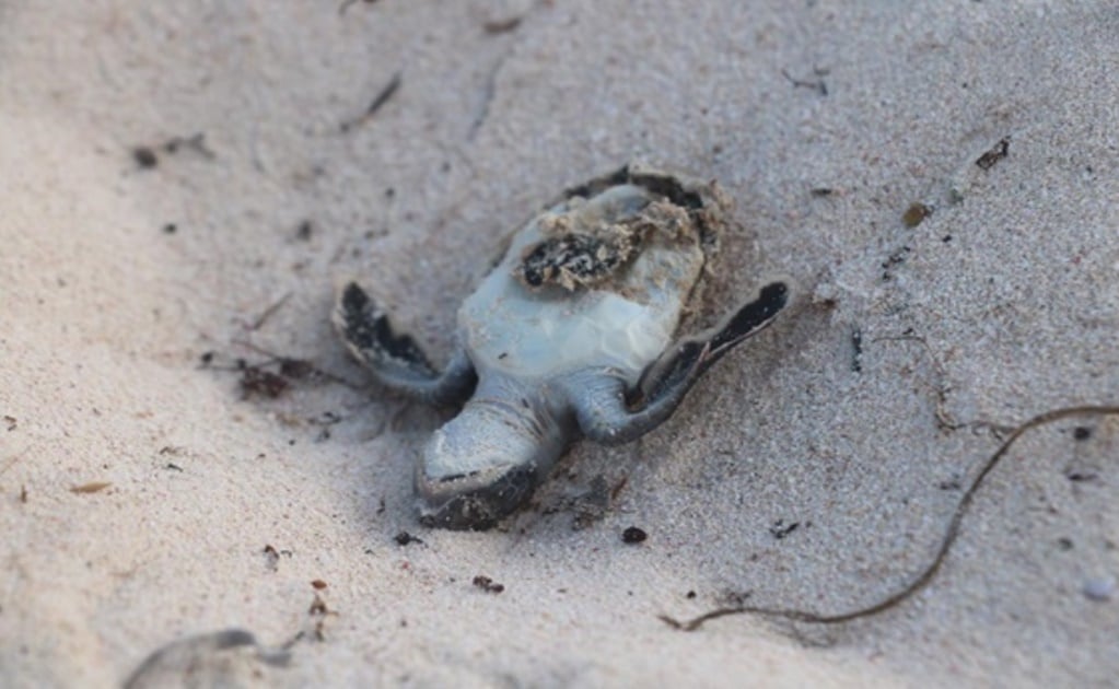 Turtle hatchlings die due to sargassum in Tulum