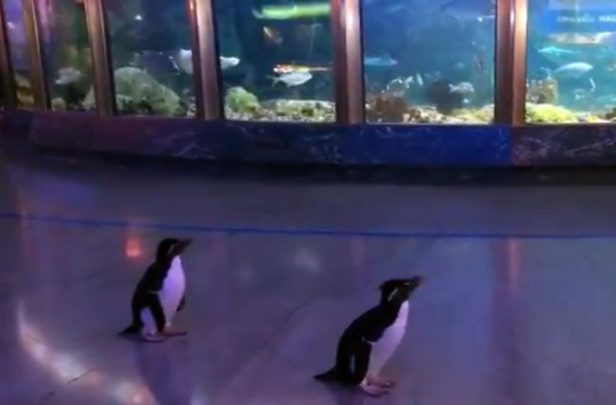 Pingüinos dan un paseo en este acuario cerrado por coronavirus