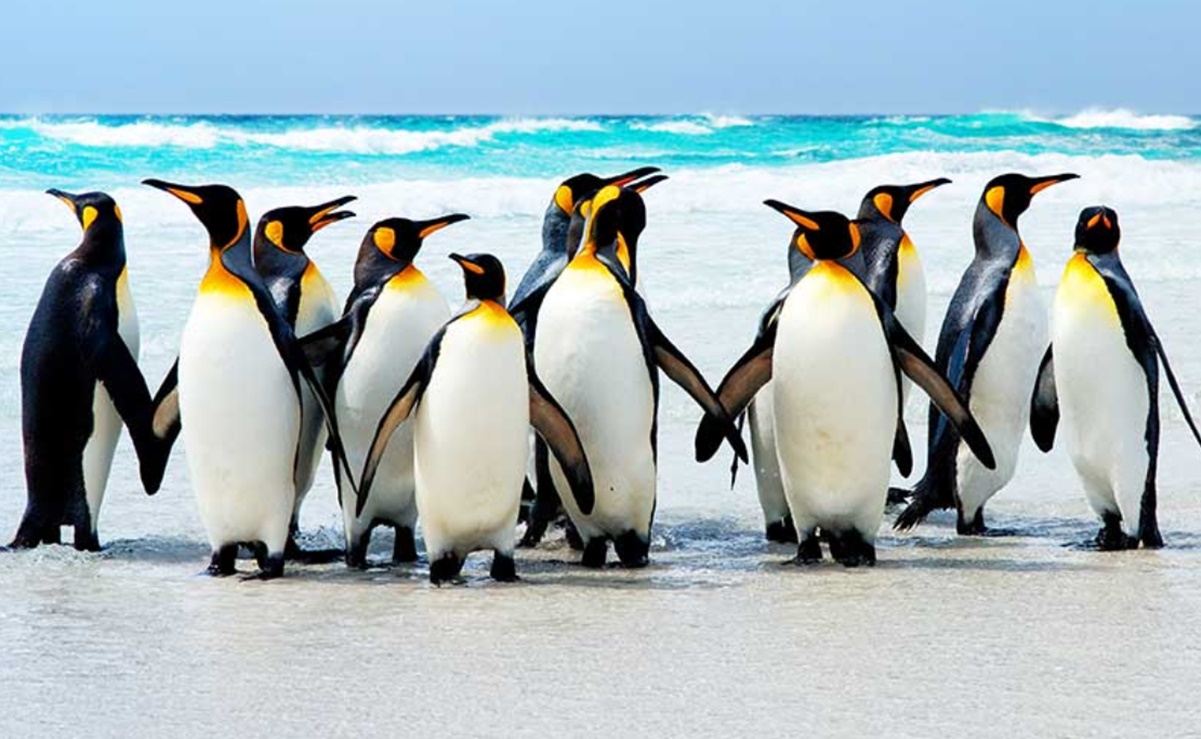 Descubren altos niveles de microplásticos en la dieta de los pingüinos por contaminación en la Antártida 
