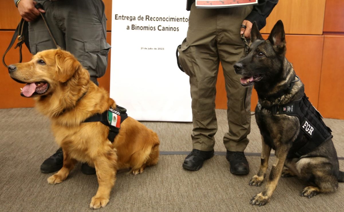 Así son "Luca" y "Samantha", los binomios caninos de la FGR; Senado los reconoce