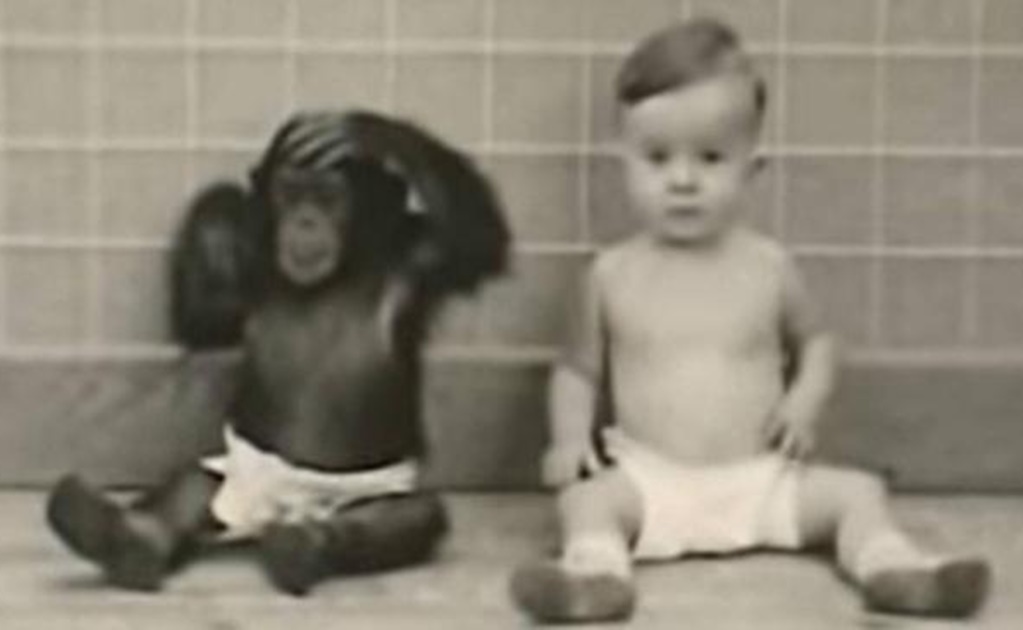 Científicos crían en retorcido experimento a su propio hijo con un chimpancé como si fueran hermanos 