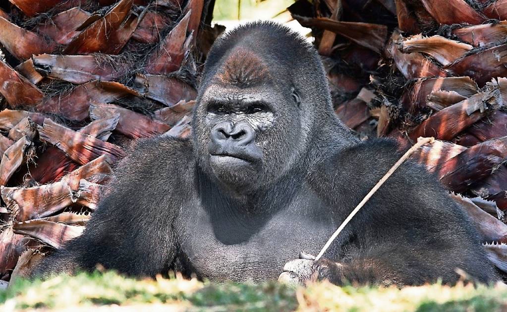Gorila Bantú padecía trastorno cardiaco crónico