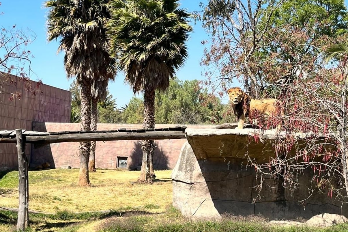Leones rescatados de la Fundación Black Jaguar - White Tiger ya están en un albergue: Sedema 