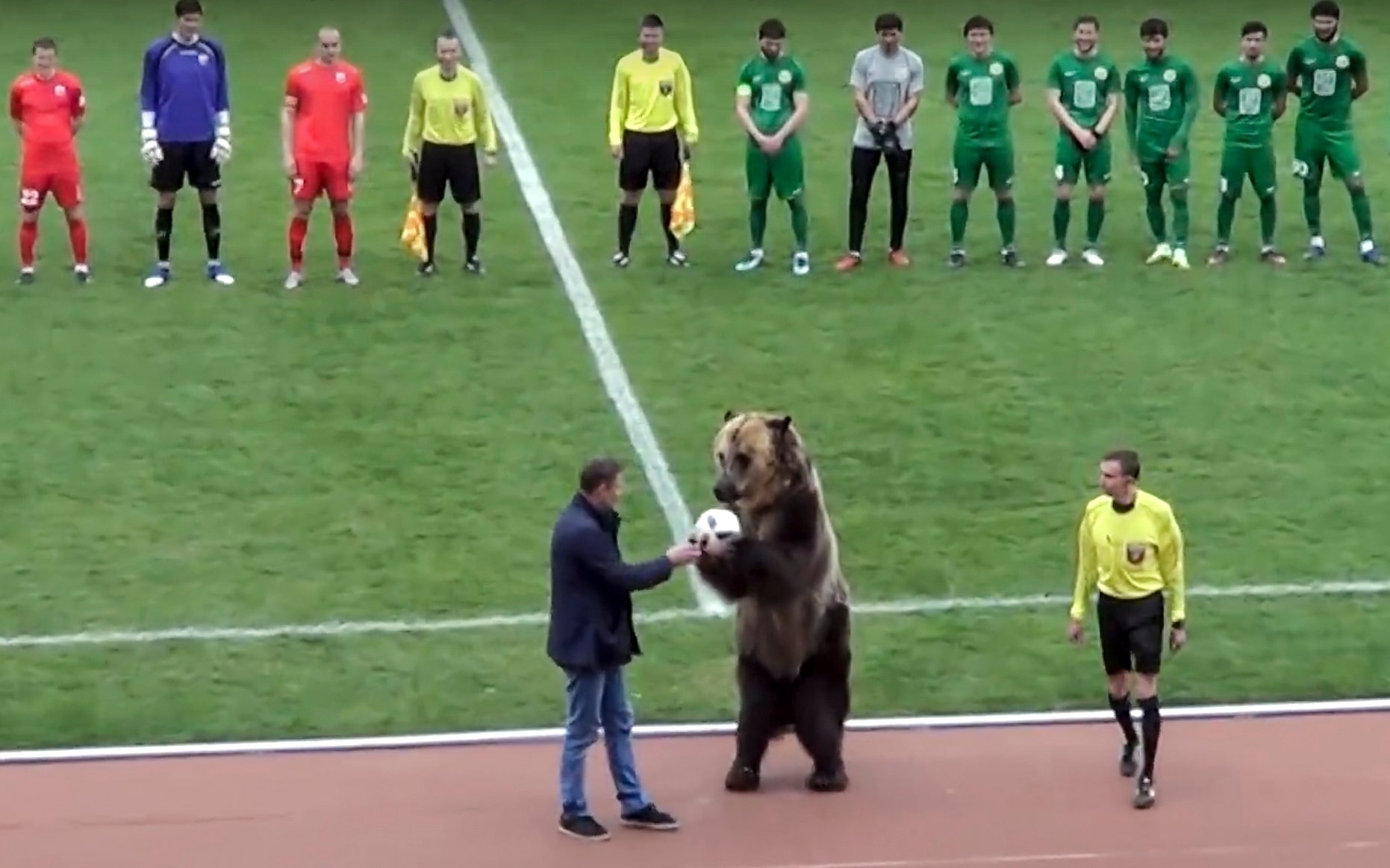 Video. Oso da patada inicial en partido de futbol en Rusia y se desata polémica