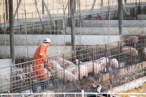 Importación de cerdo afectará a productores