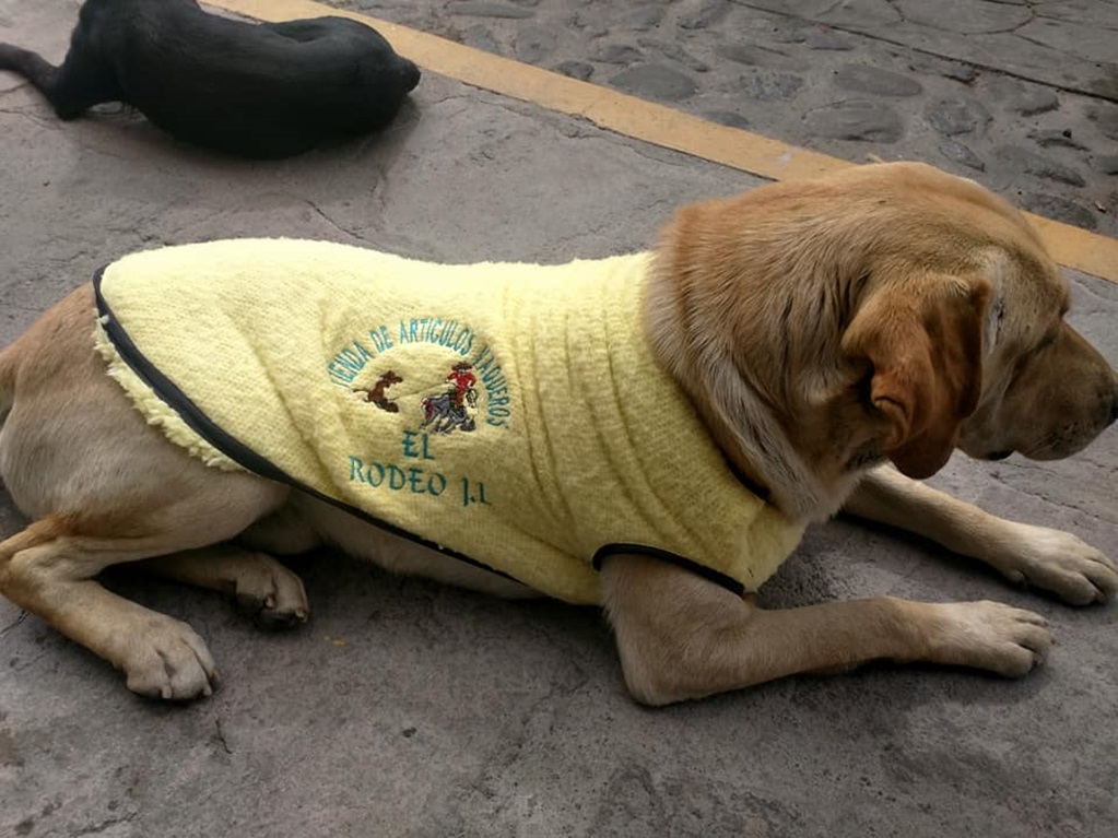 Comerciante de Tlaxcala se hace viral por abrigar a perros de la calle