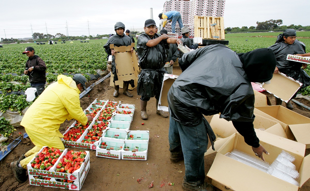 ¡Cuidado! Esta empresa de EU incumplió pago a trabajadores agrícolas extranjeros