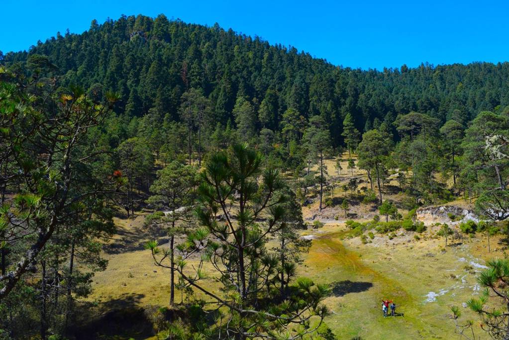 Nevado de Toluca: Tala ilegal causa pérdida del 30% de la masa forestal