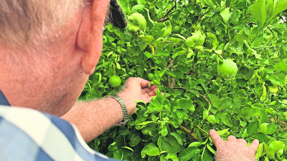 Ante el temor de limoneros, gobierno presenta denuncia