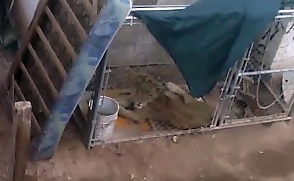 ​Aseguran león en Mexicali; estaba confinado en patio sin techo ni alimento