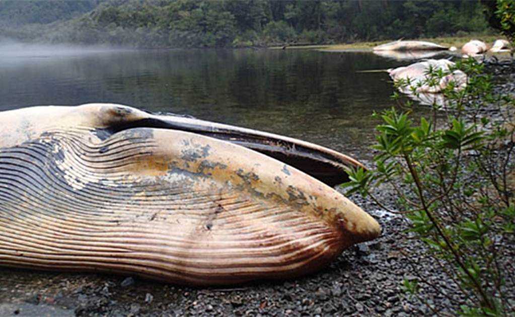 Hallan a 20 ballenas muertas tras quedar varadas en Chile