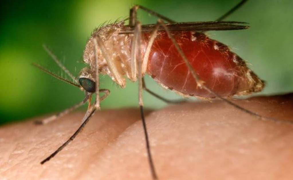 Birth defects seen in 6 percent of Zika pregnancies: U.S. study