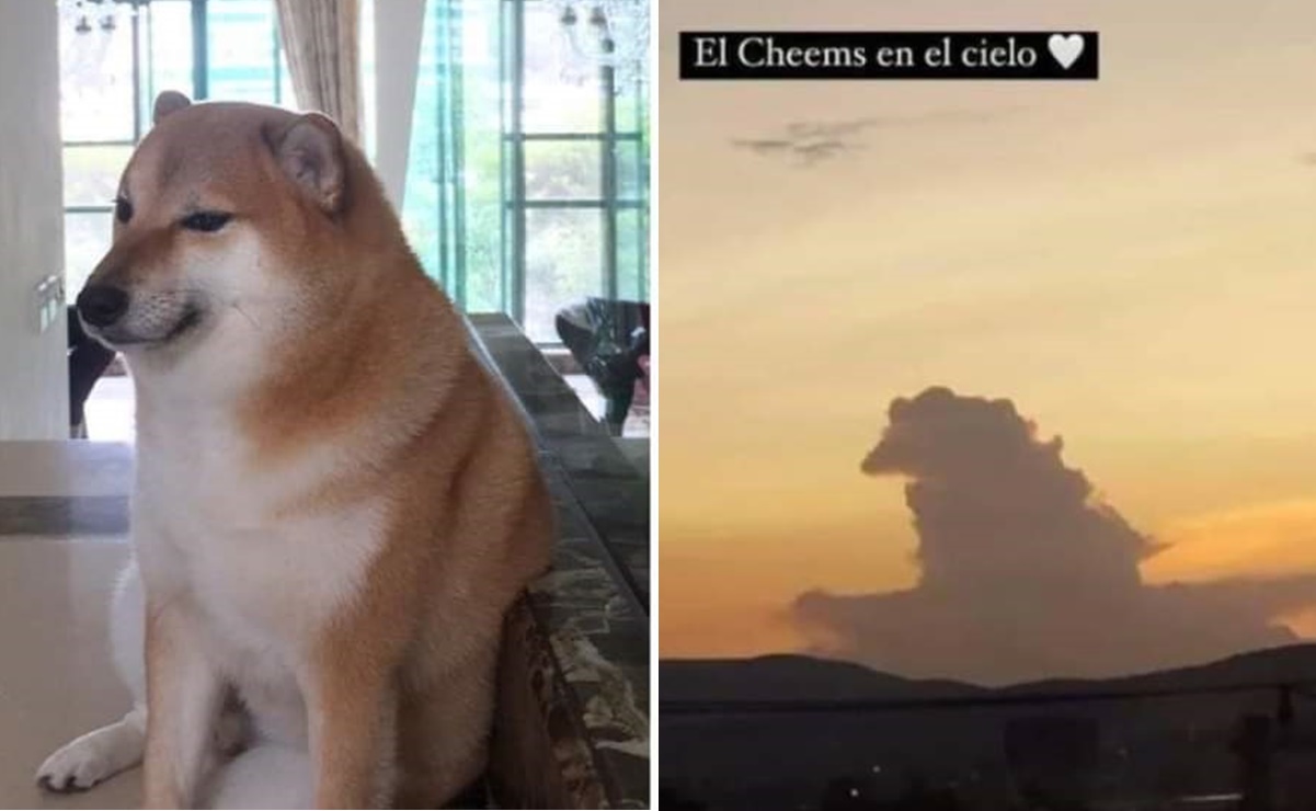 Cheems | El Universal