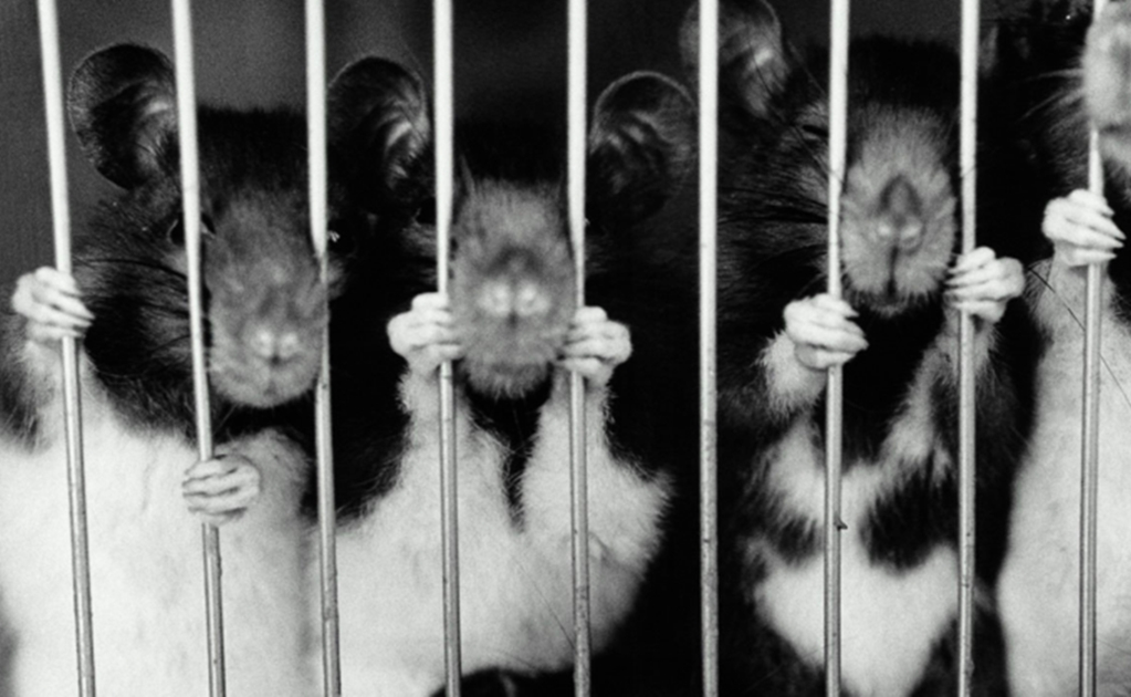 ¿Hay opciones contra la experimentación con animales?