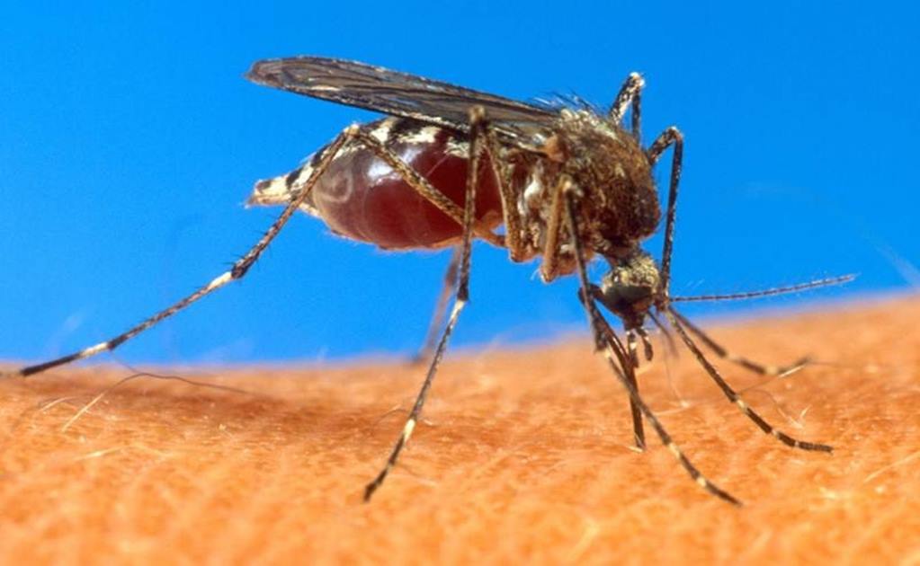 Mosco del chikungunya puede adaptarse al DF, alertan