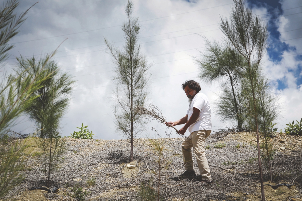 “El Quijote” que impulsa la reforestación 