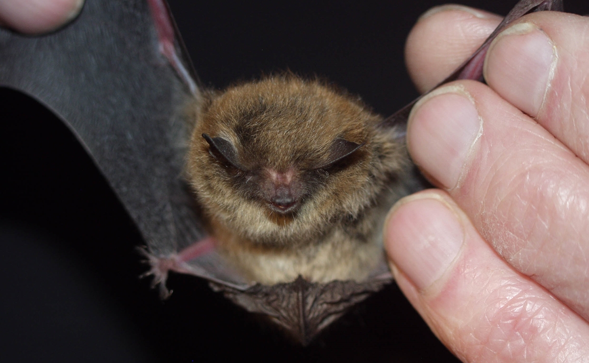 Descubren murciélagos "primos" de los vinculados al coronavirus